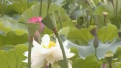 民乐群星 - 甜蜜蜜 葫芦丝版