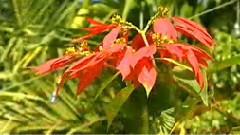 民乐群星 - 几度夕阳红 丝竹音乐