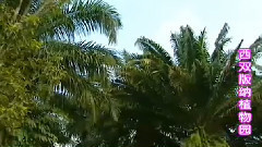 民乐群星 - 明月千里寄相思 丝竹音乐