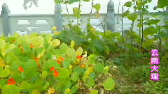 民乐群星 - 情人的黄衬衫 丝竹音乐