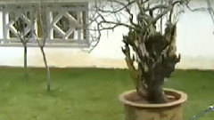 民乐群星 - 情人桥 丝竹音乐