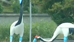 民乐群星 - 心声泪痕 丝竹音乐