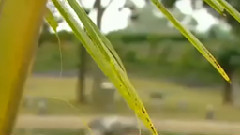 民乐群星 - 夜来香 丝竹音乐