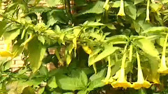 民乐群星 - 一年又一年 丝竹音乐