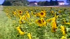 民乐群星 - 渴望 二胡版