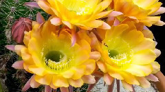 仙人掌开花缩时