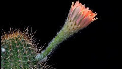 First Aid Kit - Cactus Flowers