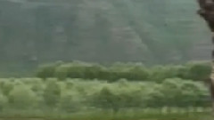 民乐群星 - 十五的月亮 二胡版