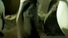 民乐群星 - 我用所有报答爱 二胡版