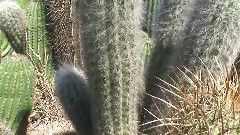 Joylene's cactus garden