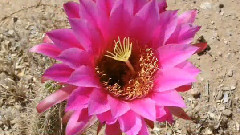 Very Long Slideshow of Cool Cactus Flowers