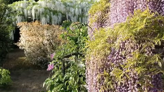 Цветущая вистерия в парке цветов Асикага, Япония