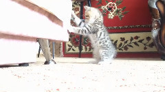 Кот атакуетчерепаху