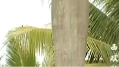 民乐群星 - 阿里山的姑娘 民乐合奏