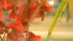 民乐群星 - 花儿与少年 民乐合奏