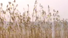 民乐群星 - 天堂 民乐合奏