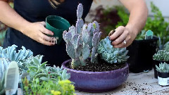 Succulent Planter Inspiration
