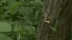 民乐群星 - 旱天雷 琵琶独奏 广东音乐