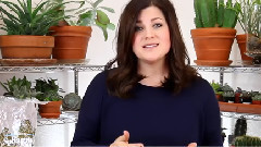 如何在浮木上种植物肉质植物(没有土壤)