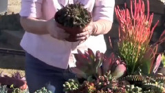 How to Make a Quick Succulent Color Bowl