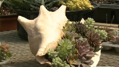 Succulents In Containers