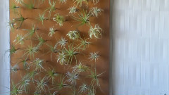 Air Plants Indoor Living Gardens空气植物