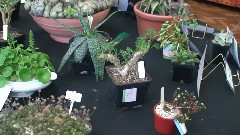 2012年春秀 显示 植物的竞争