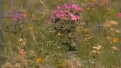 梁祝 琵琶协奏曲