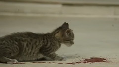 黑人兄弟登上大萤幕!爆笑喜剧<抢救基努大作战>首波官方预告@阿尔法小分队