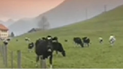 民乐群星 - 弯弯的月亮 笛子版