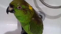 Попугай поет советские песни и не только