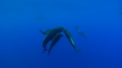 Фантастические♒ подводные съемки