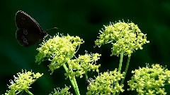 Поезд в лето фильм Михаила Киселёва