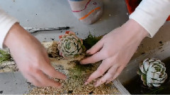 How To Make A Succulent Driftwood Planter