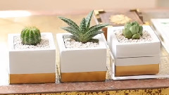 DIY Decor Ideas For Succulents 装饰的想法