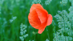 Lucas Thanos ~ Onira