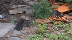 Route 66 Kitty Adventure in the Rough