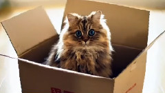 Sir Snowy the Italian Cats