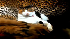 The Hypnotic Calico Chanteuse-HRH Princess Bast