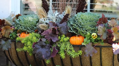 Fall Window Basket Planter Ideas(秋天窗口篮子种植园主的想法)