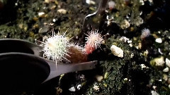How To Repot A Small Cactus,Propagation(仙人掌,传播)