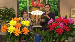 罗伯塔的2 - 昙花多彩漆二合一兰花与雅克冈萨雷斯仙人掌