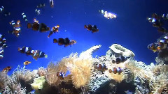 Hong Kong Ocean Park's Interior