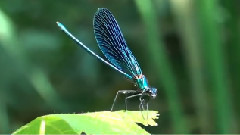 十六湖国家公园,克罗地亚 - Plitvice Lakes National Park,Croatia