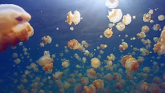 黄金水母完美版 绝美迷人的爱尔兰小提琴 静谧之美