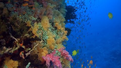 美丽的神话之斐济软珊瑚