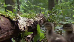 势不可挡 无可奈何