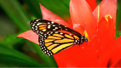 轻音乐,音乐短片,风景 - A Butterfly In A Well