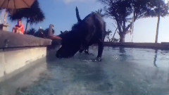 патамушта ромашки