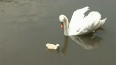 民乐群星 - 龙飞凤舞